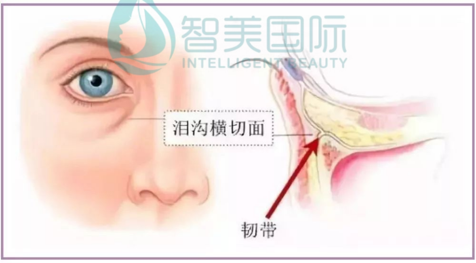 1761730712183223.png 印第安纹解剖图片.png